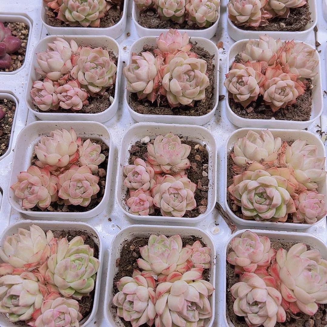 边线女王群19包邮植物