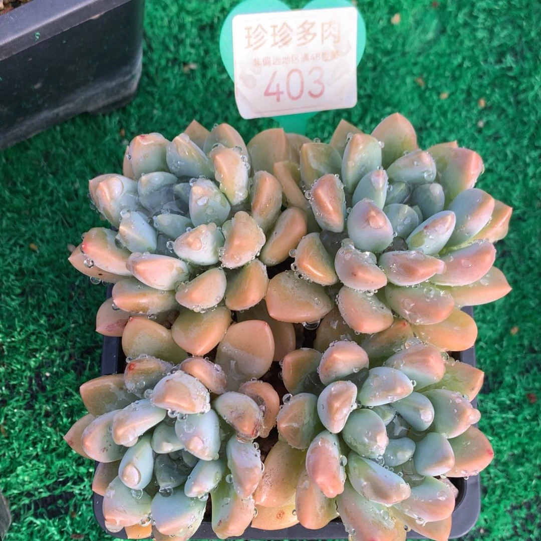 宽叶奶糖无砍平头403