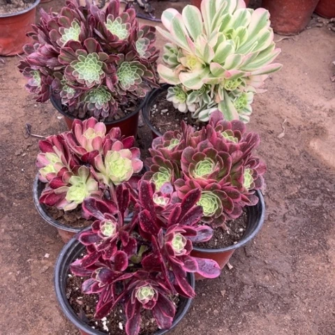 597多肉植物组合