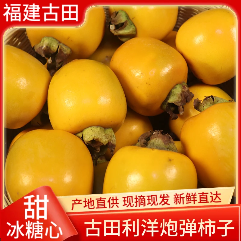 2025现摘古田县利洋炮弹柿子新鲜水果当季脆柿子脆甜硬柿子礼盒装