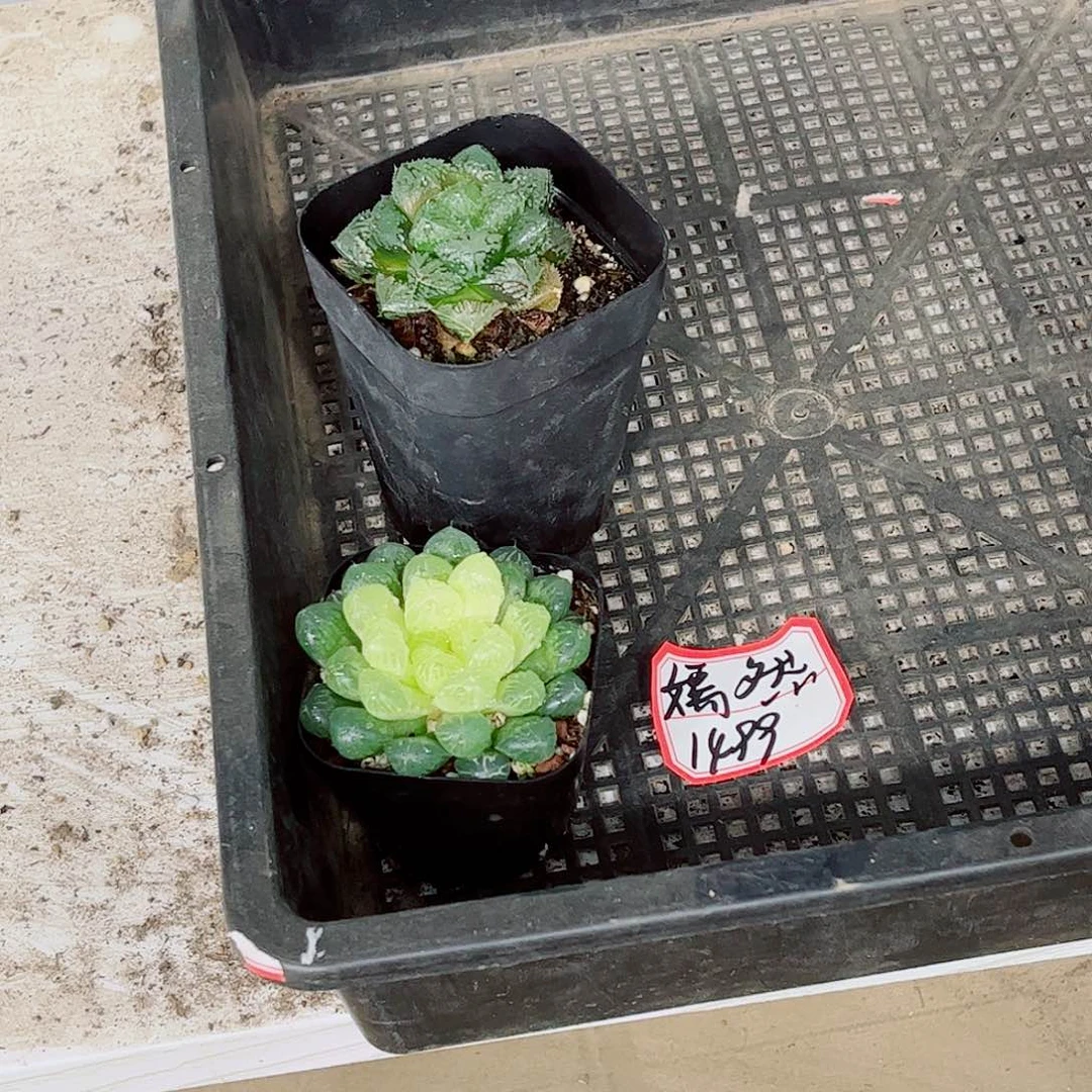 摩刺琥珀一勿一拍