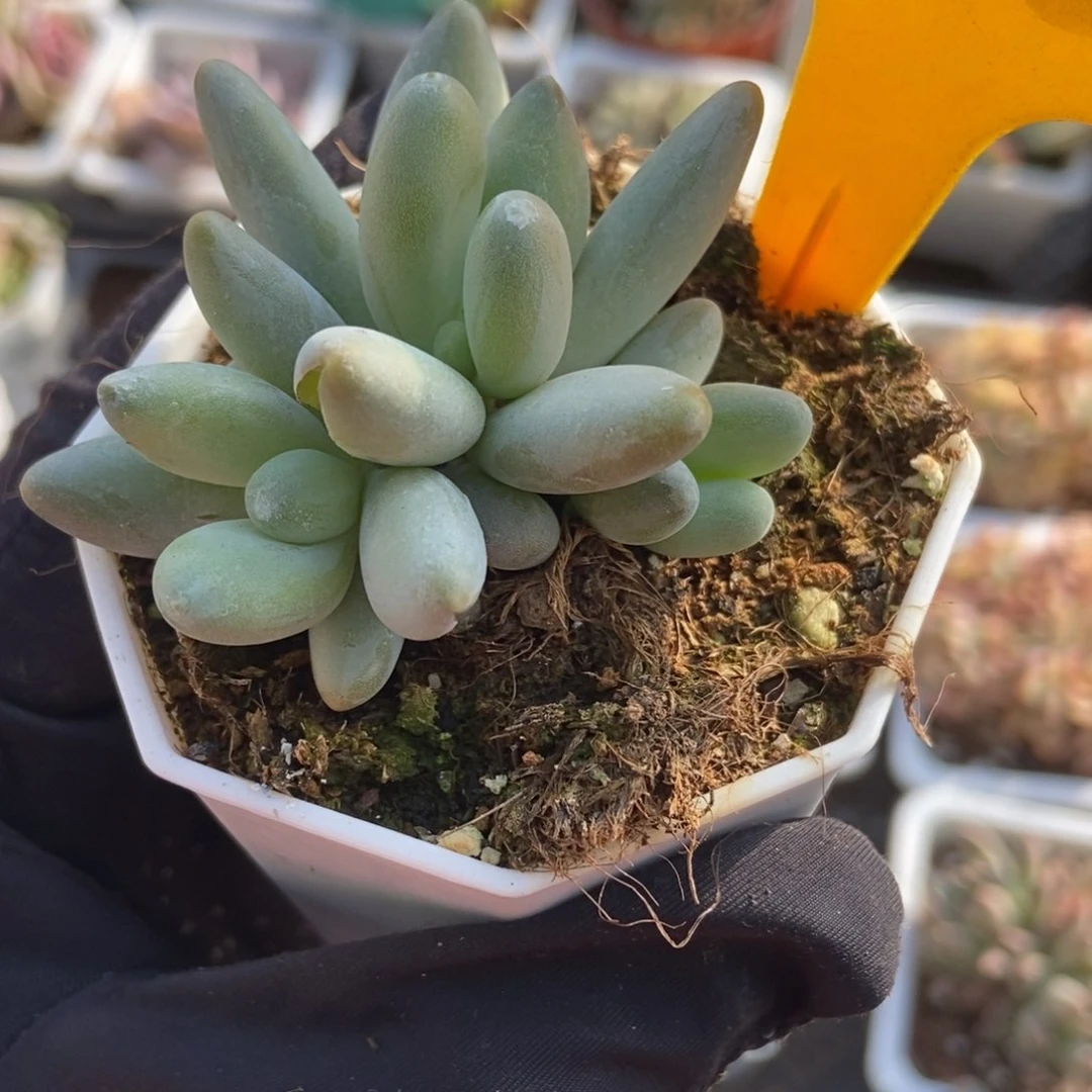 535白兰地多肉植物保护