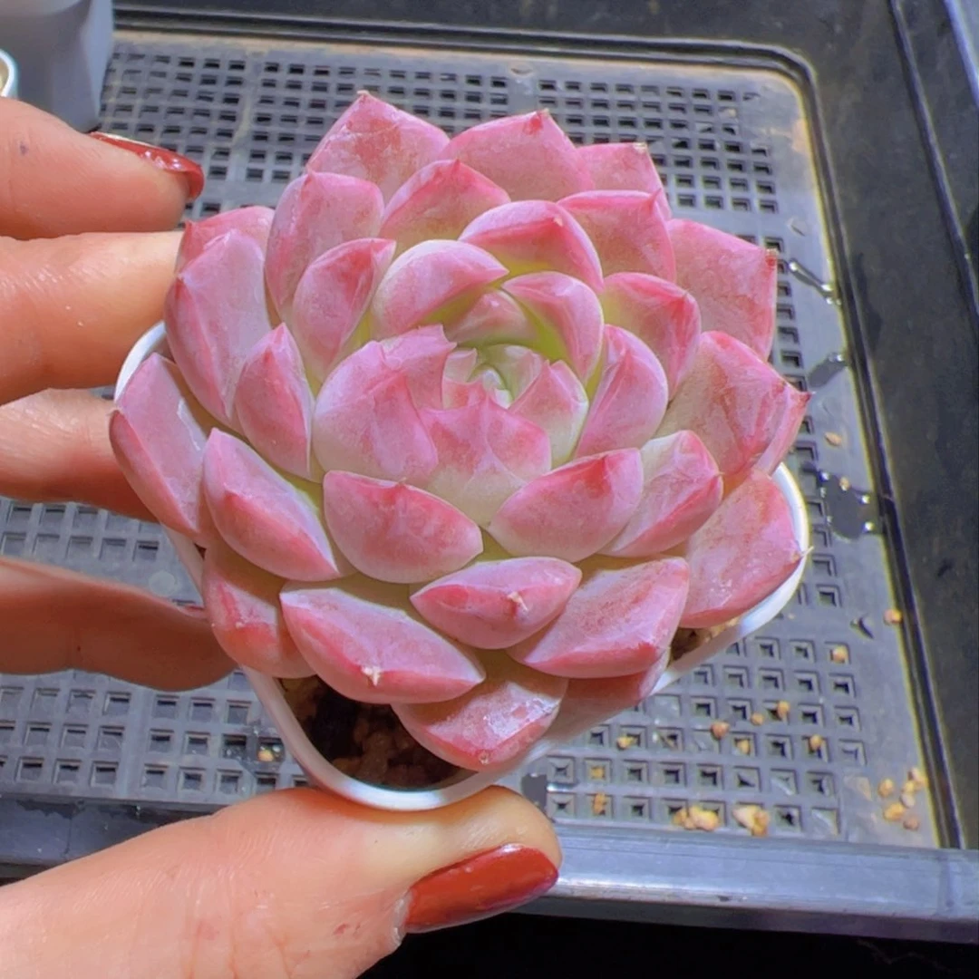 象*新品，多肉植物