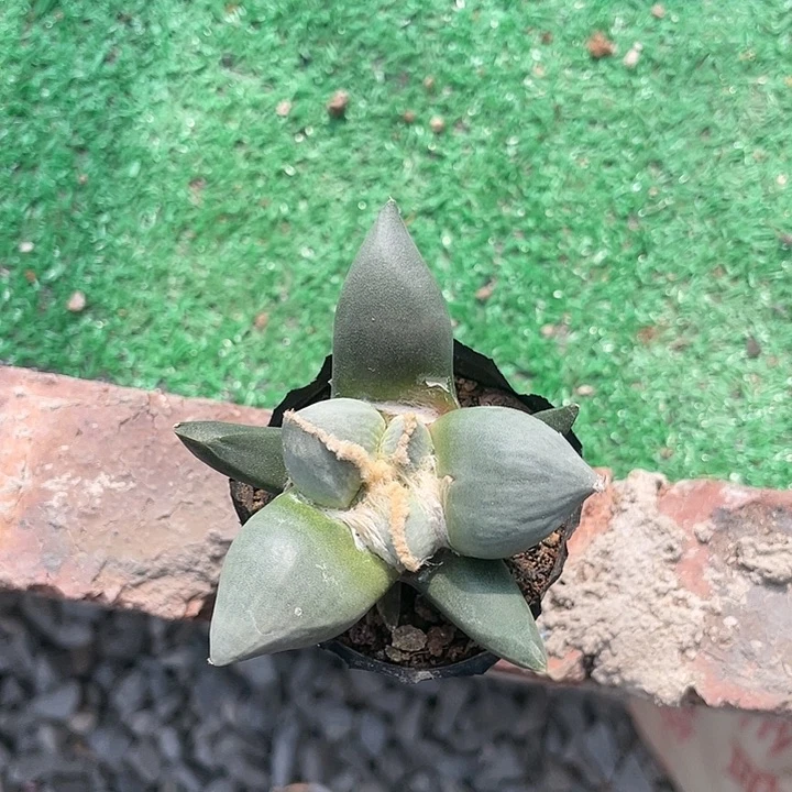 实生葡萄尤蛋尤带中筋