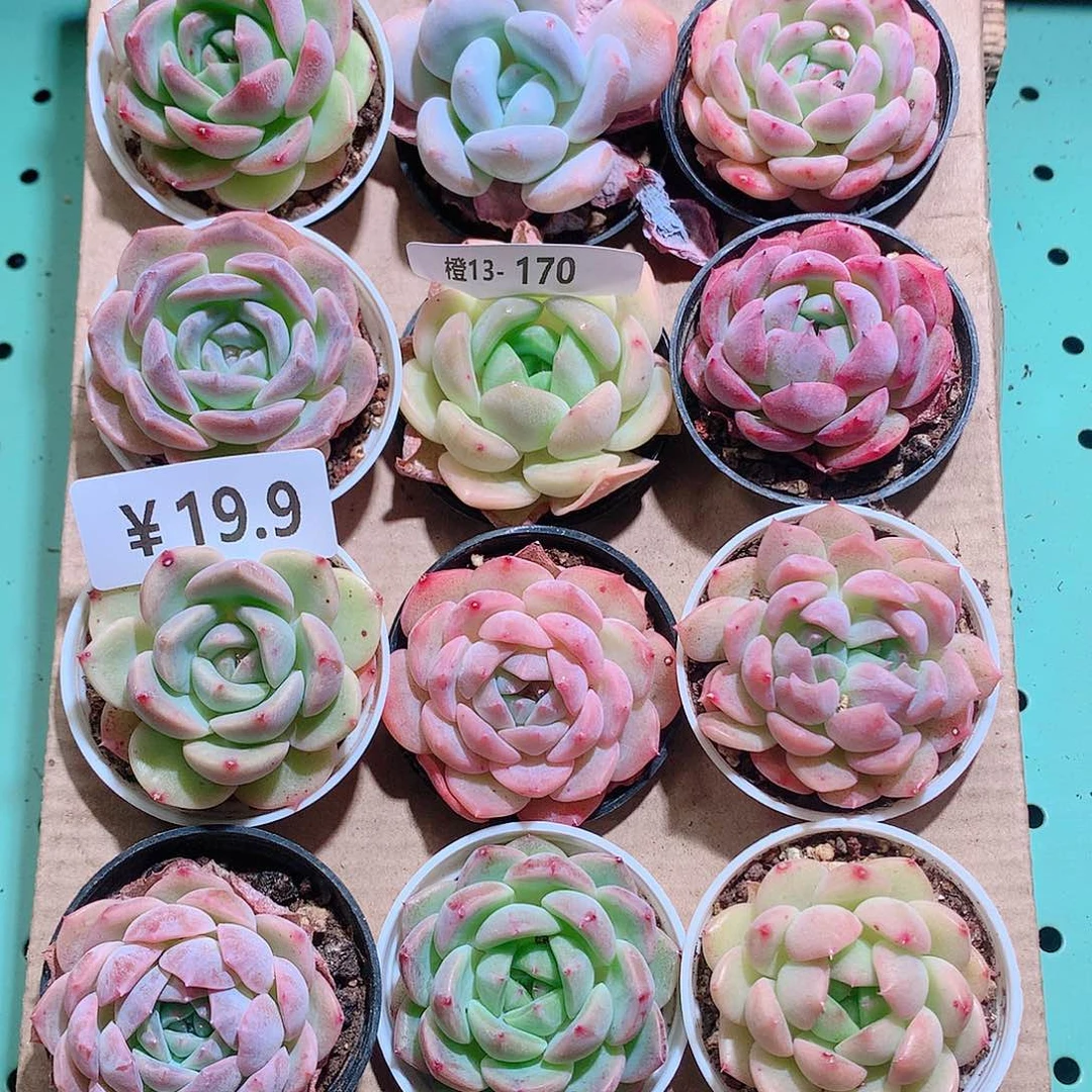 13-170一物一拍带盆18颗