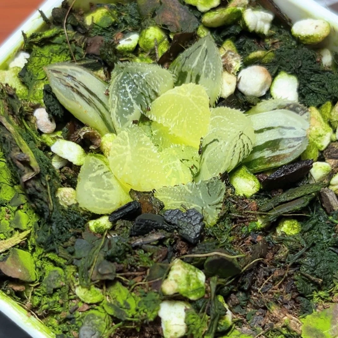恭喜发财大吉大利2502