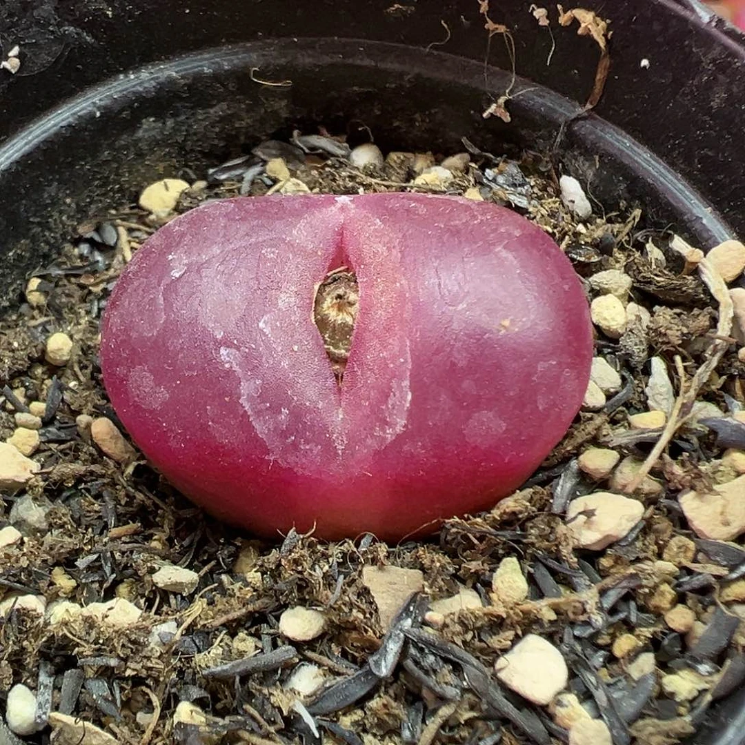 689毛汉尼带盆土发货