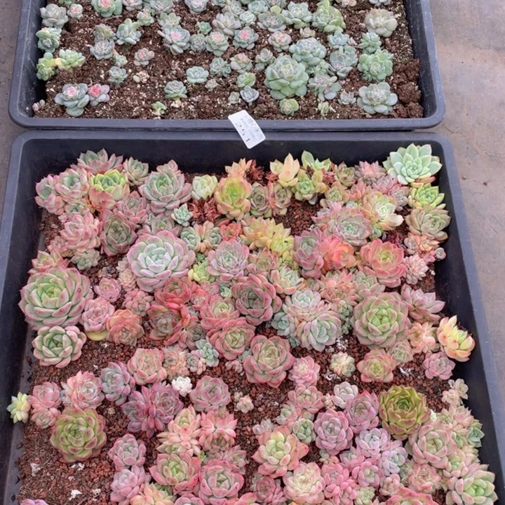 梦***-云糖心多肉植物251