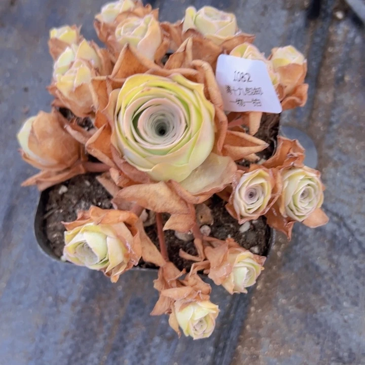 1082 裸根不带土发货不包损