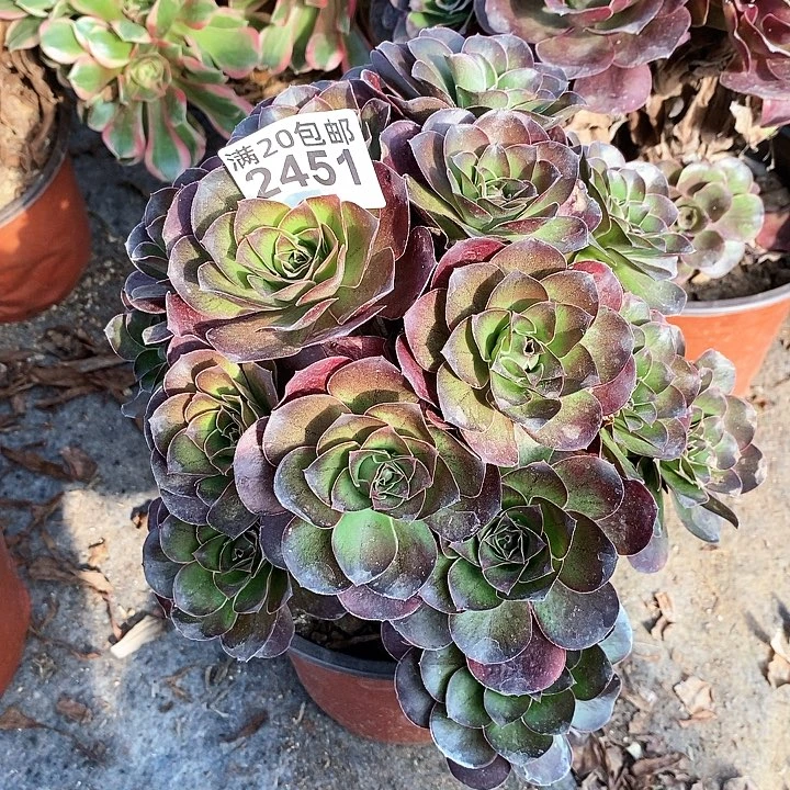 2451 一颗美金玫瑰法师