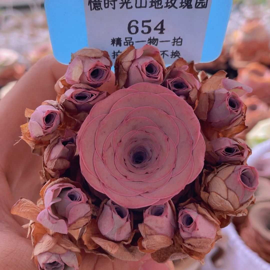 山地玫瑰654裸根发货不售后