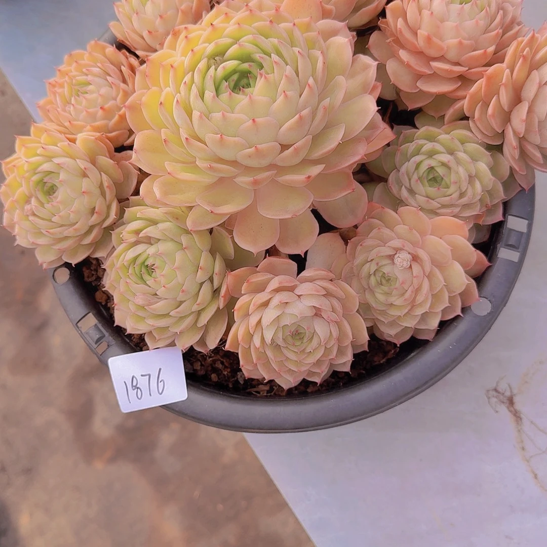 1876昂斯诺多肉植物