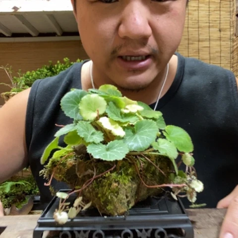 红陶往**已一物一拍所见即所得105