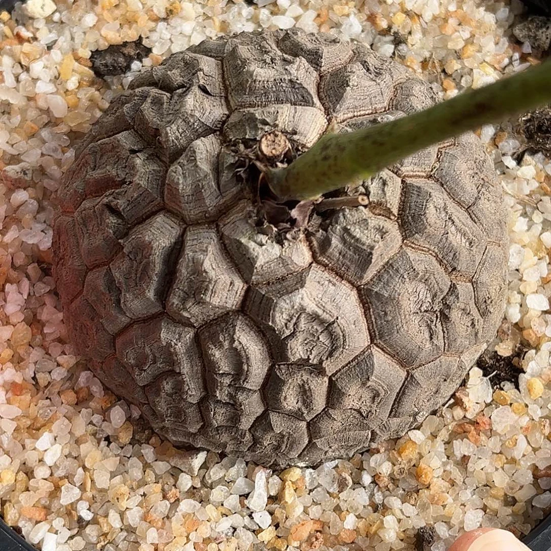 精品南非故事，密甲，E91