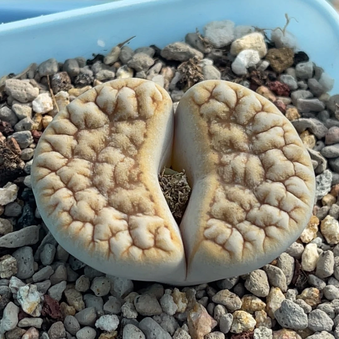 7222凹凸铁189一颗3.6服盆