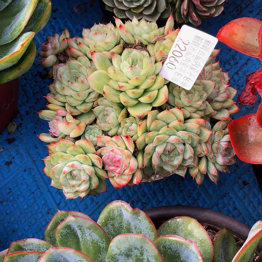 憨***憨   不知名多肉22060