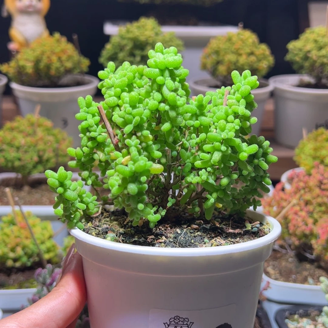 阿***哒255金桔一物一拍带盆土发货