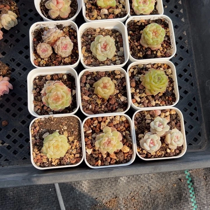 玉兰一物一拍专拍