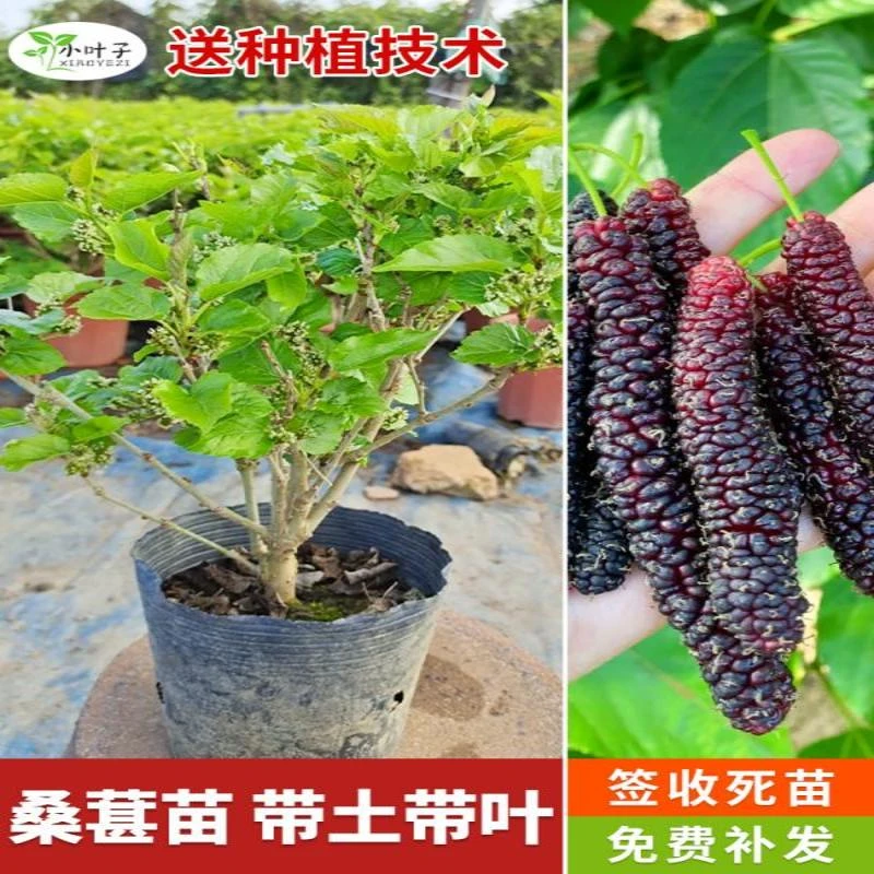 对版桑葚嫁接果树苗长果桑葚大十果树苗地栽苗带土带叶发货包邮