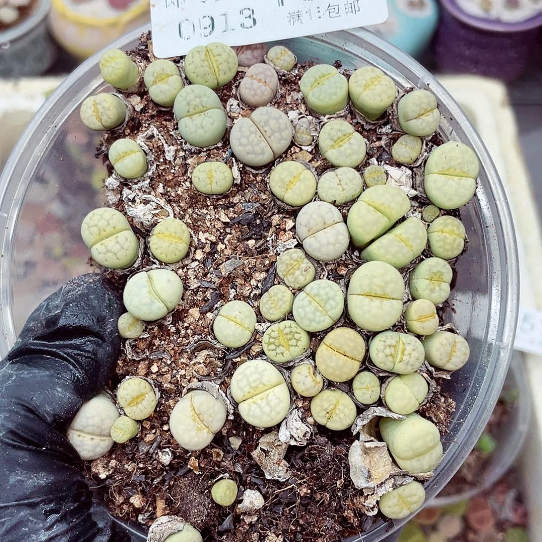生石花18包邮0913-158