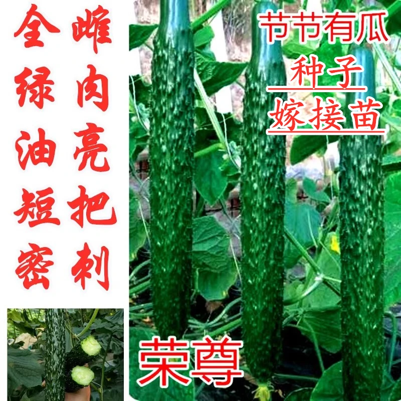 黄瓜种子嫁接黄瓜苗全雌油亮青瓜种籽节节有瓜绿肉抗病高产荣尊