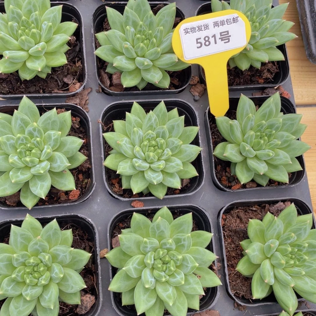 581号 甲骨文单头一个