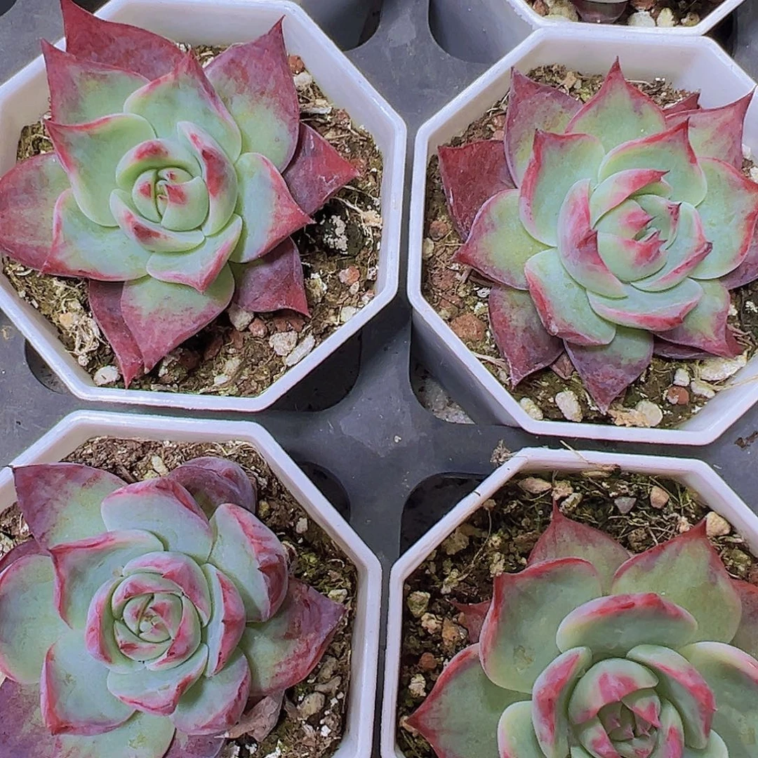 宽叶惊鸿仙子19包邮