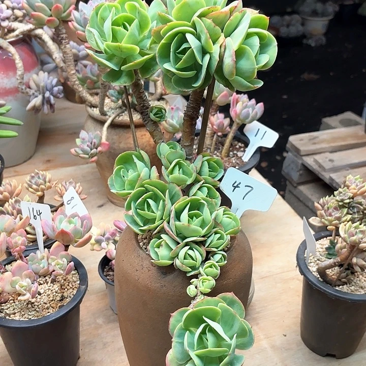多肉植物，鸡蛋碧桃47号
