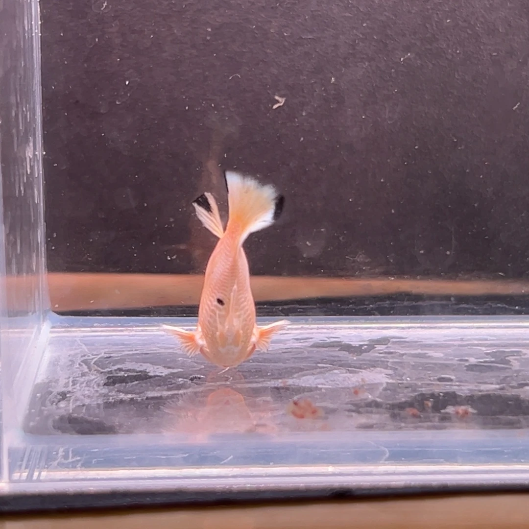 孔雀鱼柠檬玛丽公鱼一条