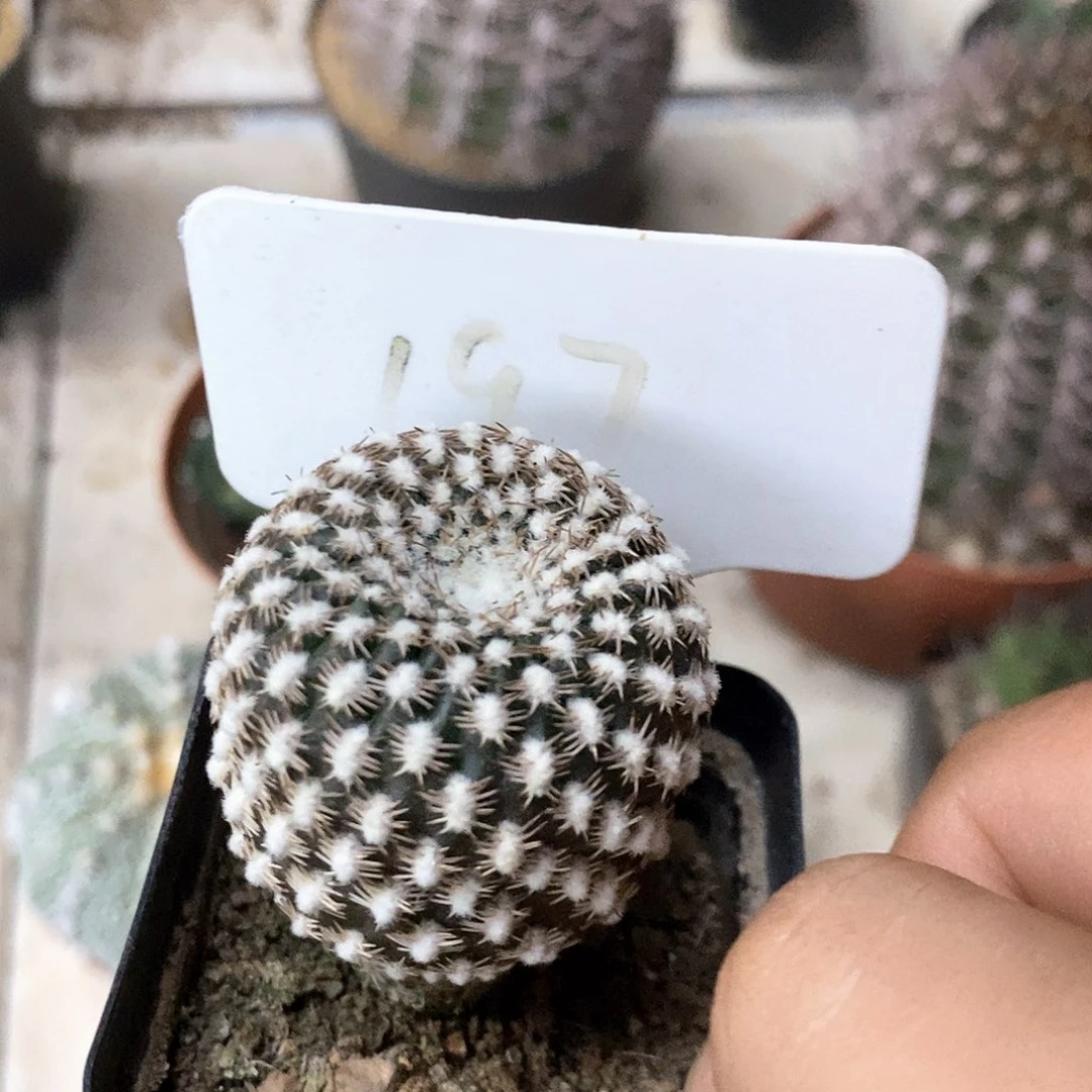 197黄环丸实生福利特价来了