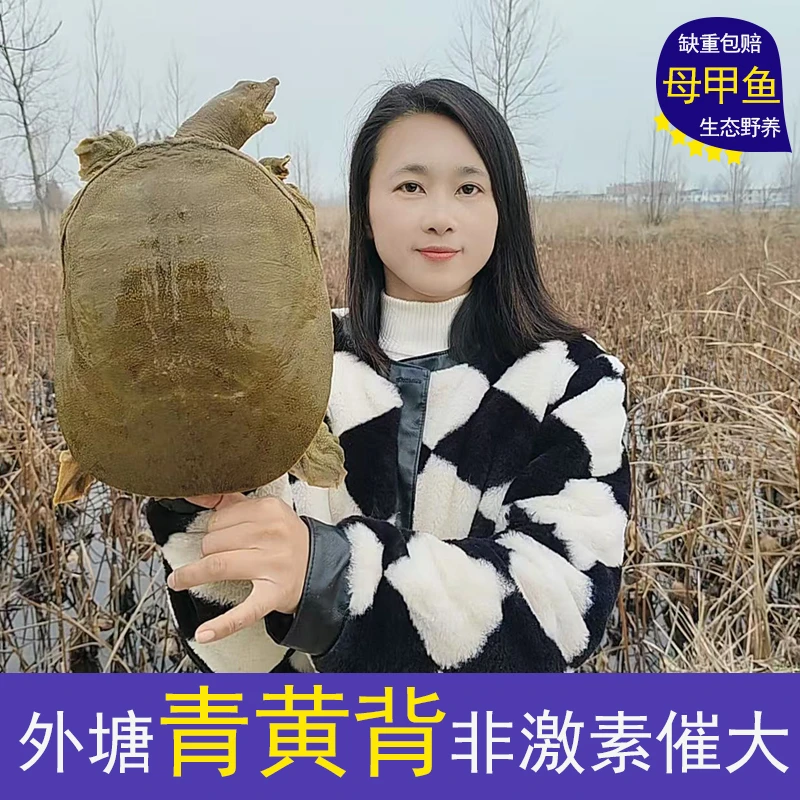 【母甲鱼 一物一拍 】鲜活外塘生态放养母甲鱼团鱼王八