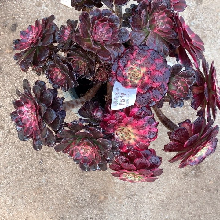 1519金刚两棵包邮