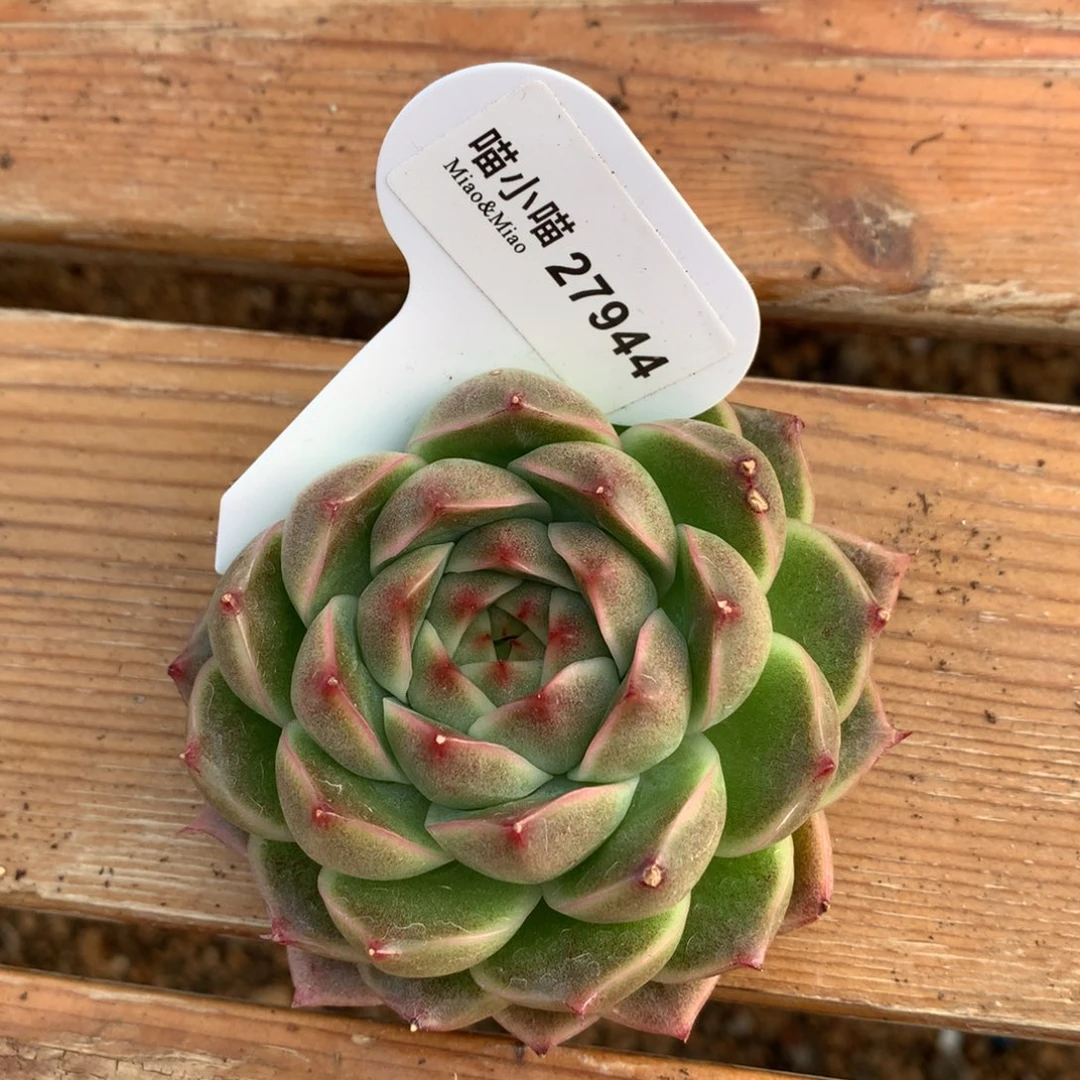 白*子多肉植物麦秆珍妮