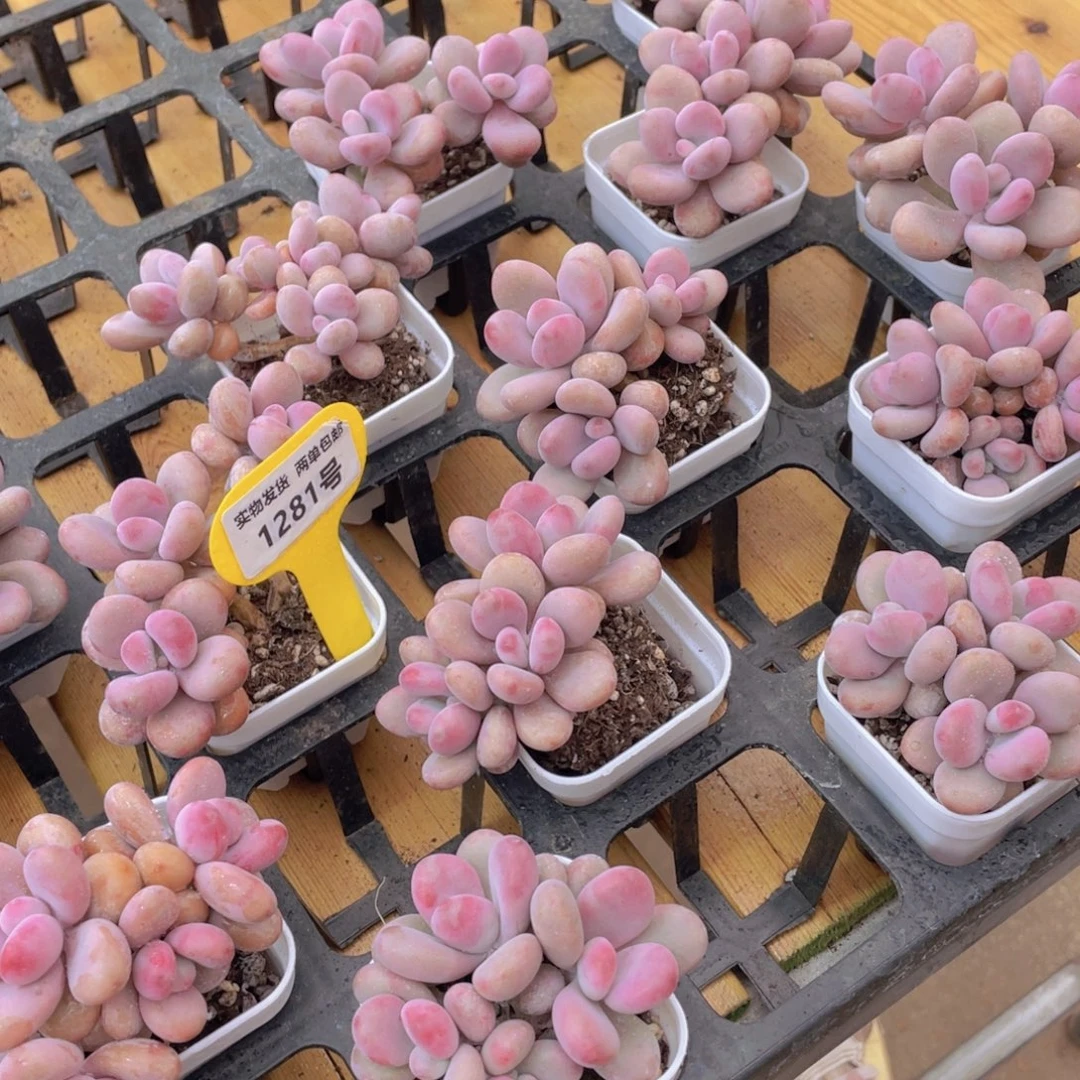 1281号 丸叶水光针粉桃蛋群生一个