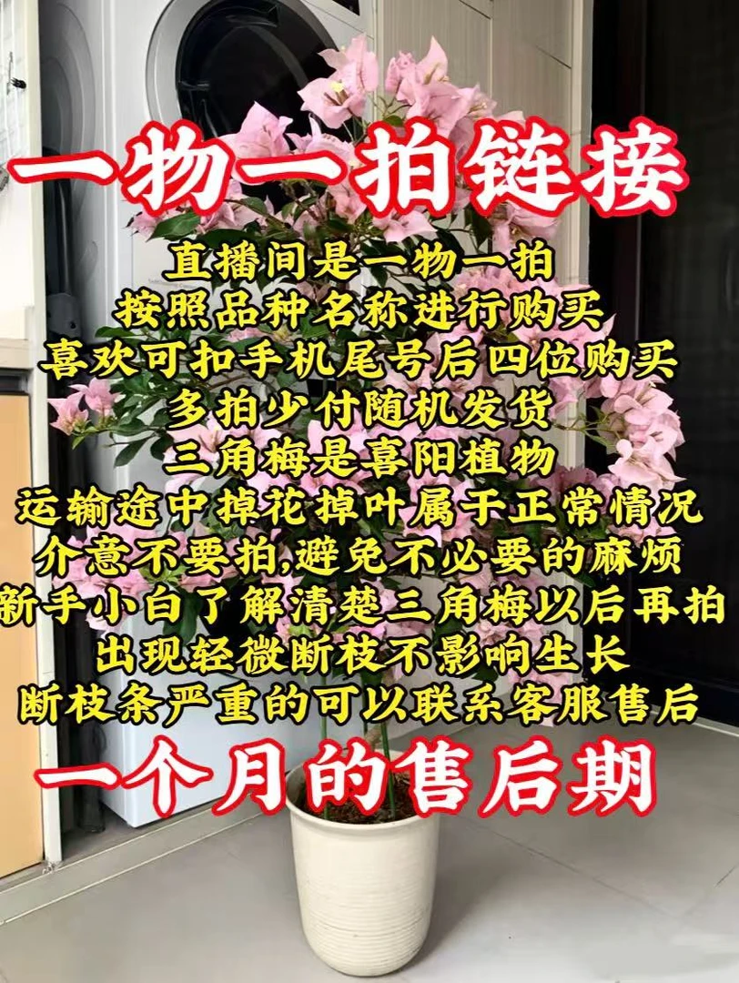 彩色三角梅一物一拍（大号）(掉花掉叶不售后严重时光杆子介意勿拍)