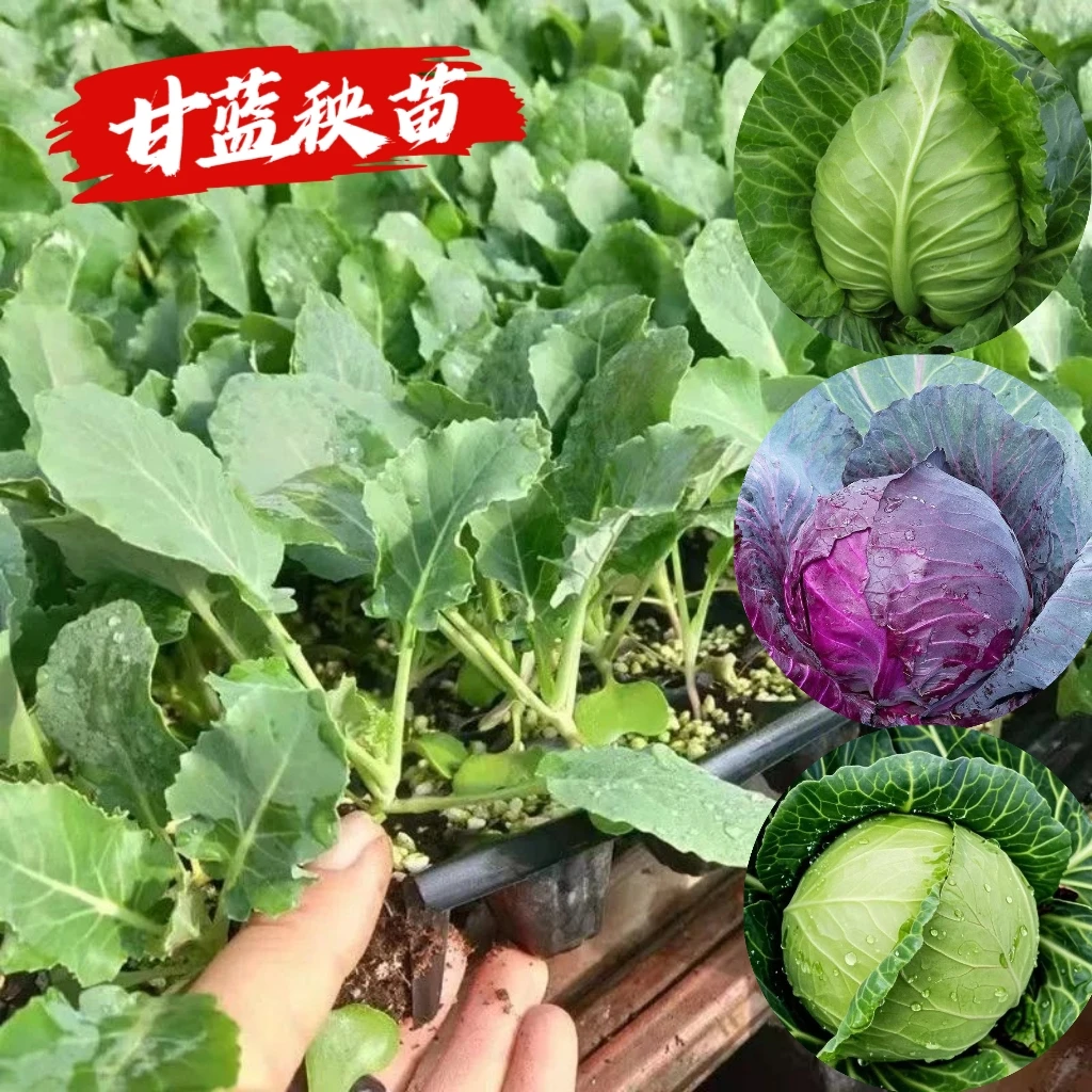 甘蓝秧苗绿甘蓝牛心甘蓝绿包菜苗卷心菜耐寒阳台盆栽秋冬蔬菜苗