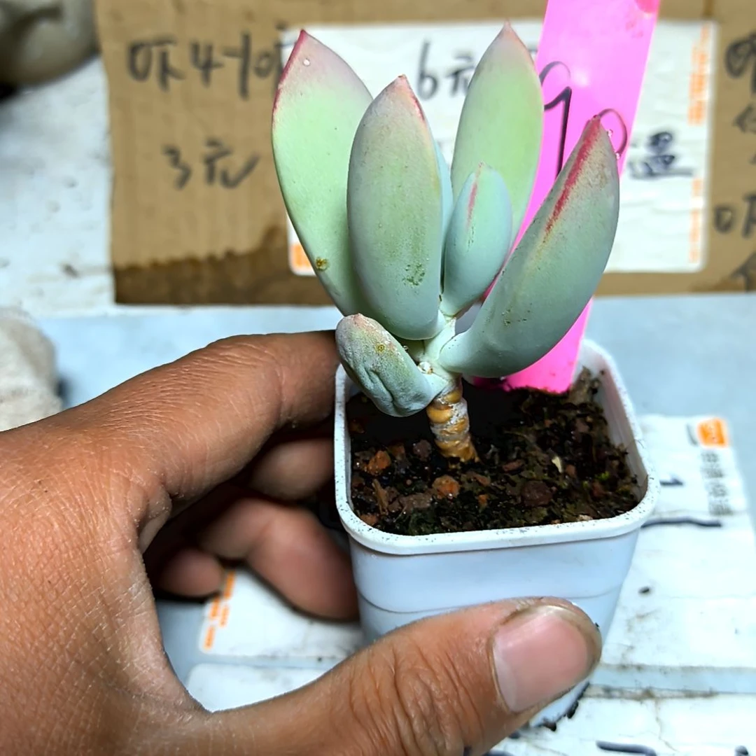 满6元包邮，90号稀有品种