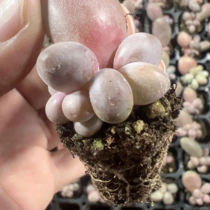 糖果美人精品多肉植物大战