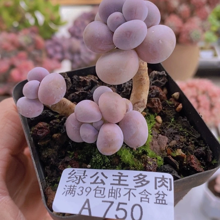 橙奶6cm750多肉植物