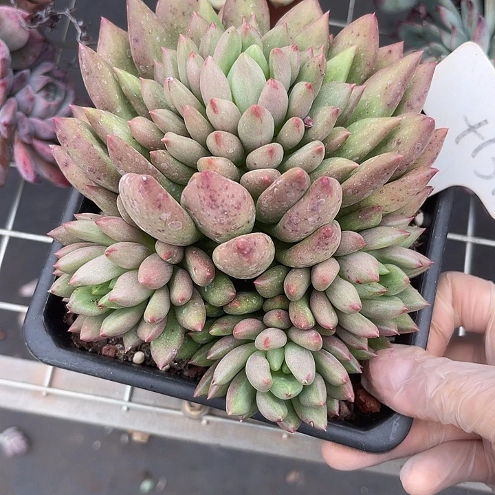 两单包邮，一物一拍131米其林