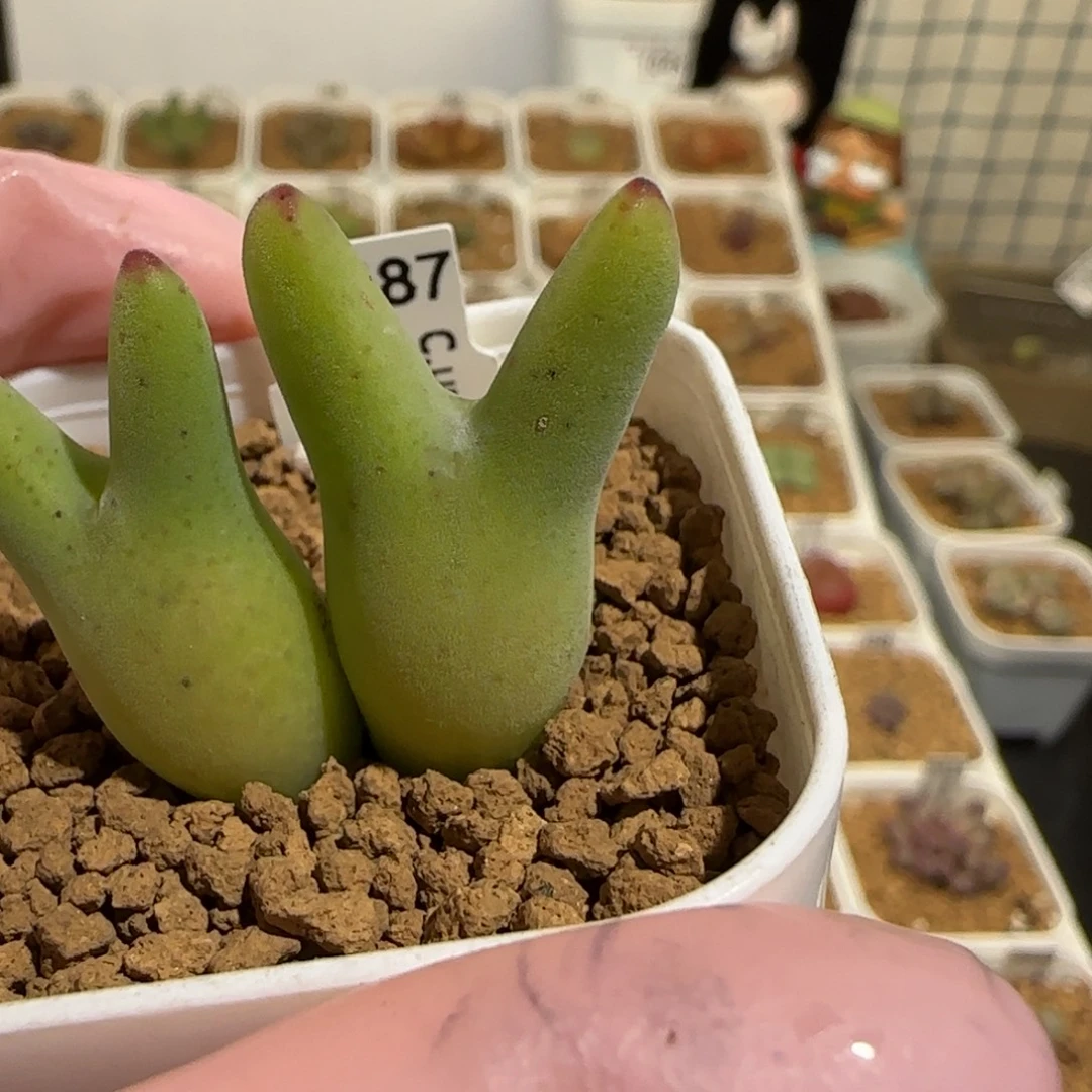 用***我肉锥多肉植物组合-1564