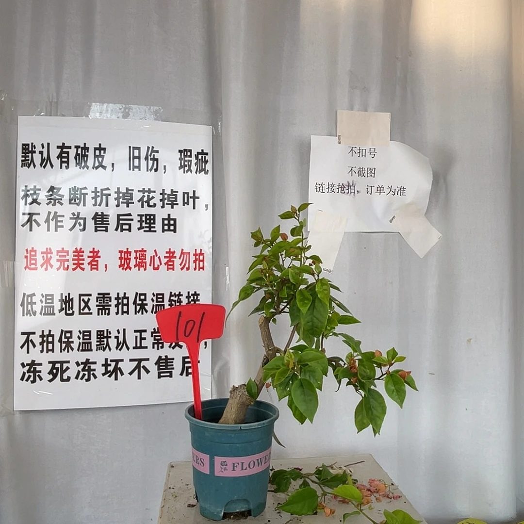 当前无花栽培后可以开花101橙粉公主桩