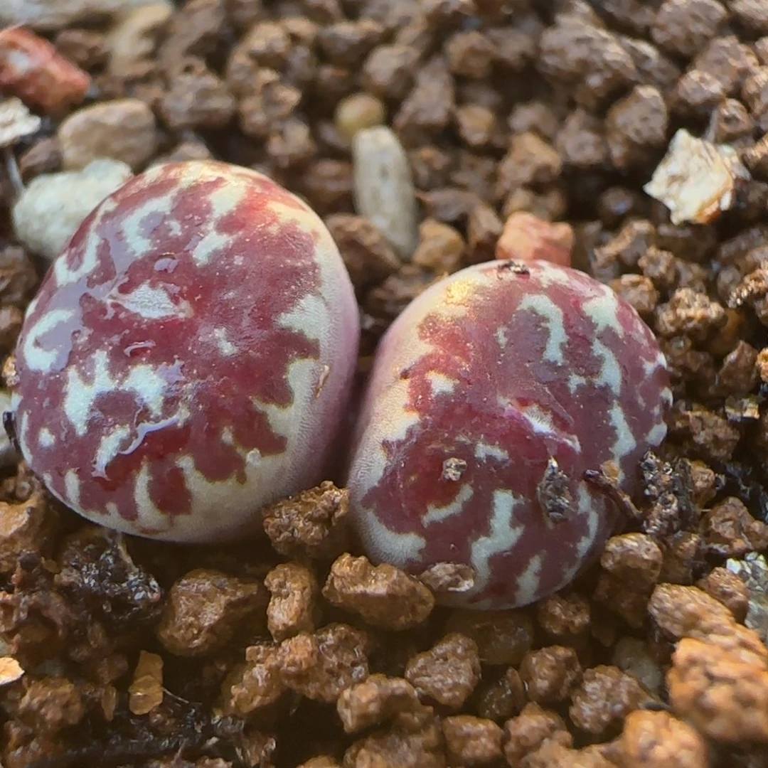 双头墨多肉植物百科