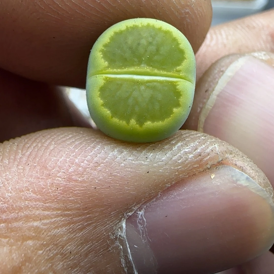 818 生石花大棚直播