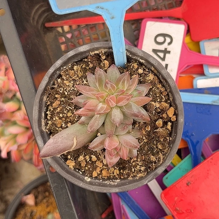 多肉植物芬兰之夜sp099