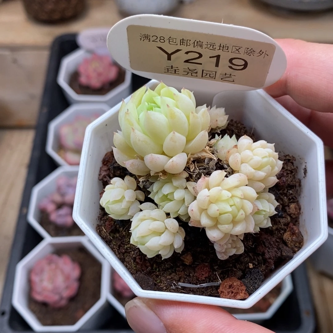 0219 羊酯球 4.5cm
