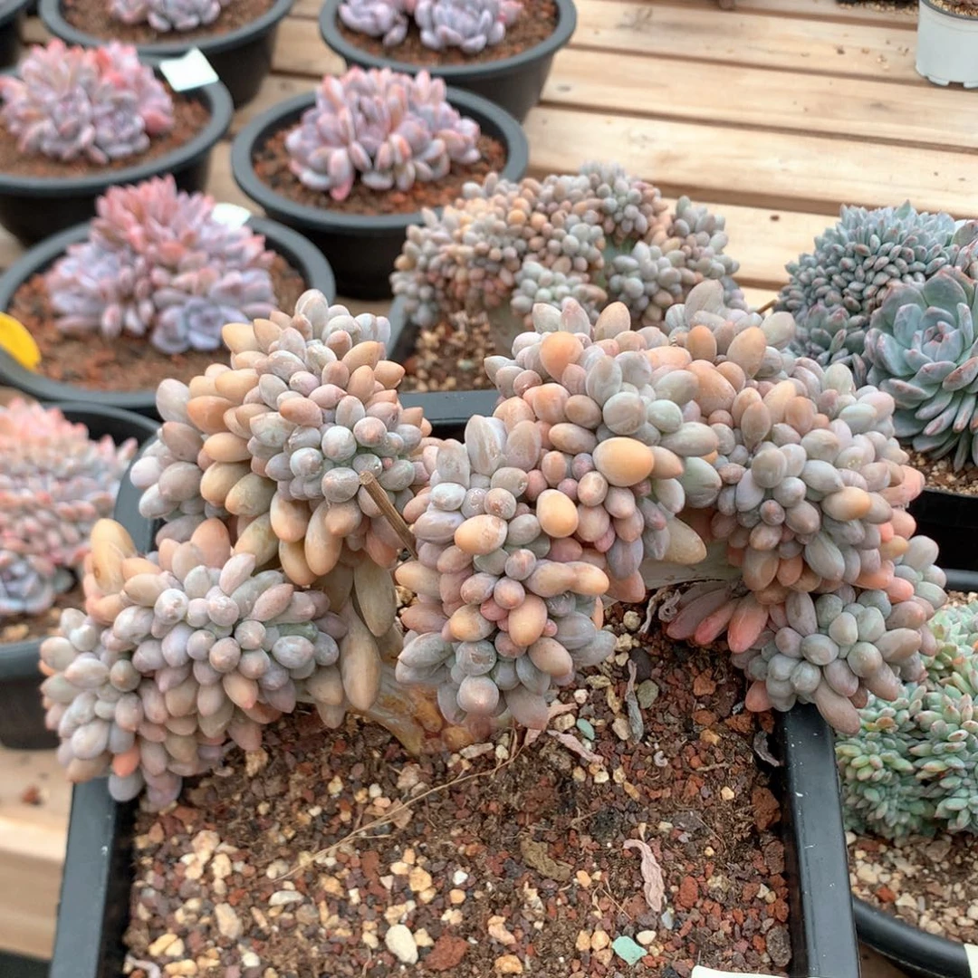 20厘米小树汤圆缀 5173