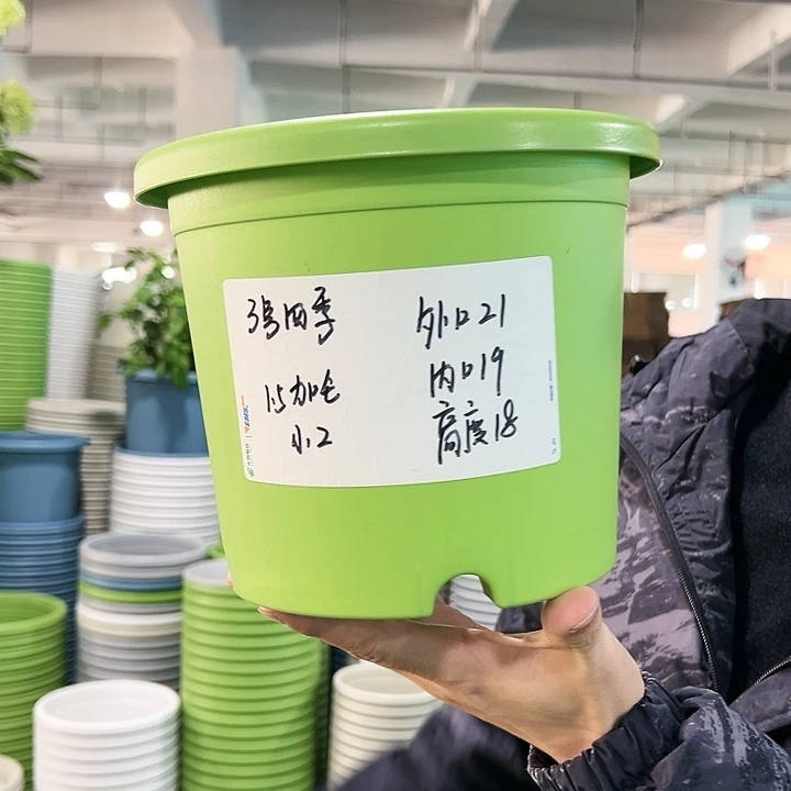 特价3号四季口21高18果绿无托10只