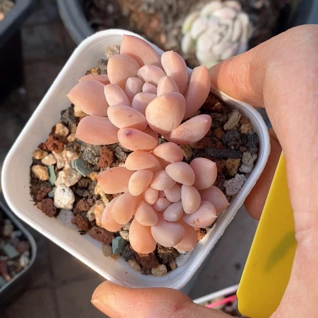 精品多肉一物一拍不包整75
