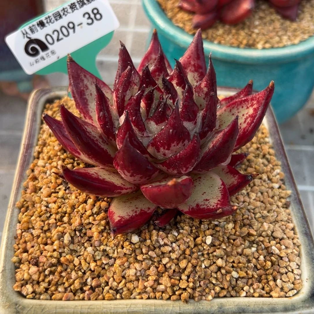 从前慢多肉精选编号0209.58